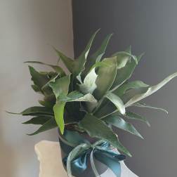 Staghorn fern PL7