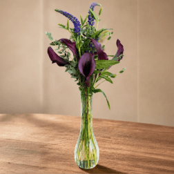 Midnight Calla