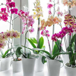 Locally Grown Orchid Plant in Ceramic Pot