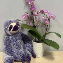 Lavender Orchid & Purple Sloth