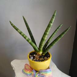 Snake plant in yellow pot PL15