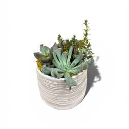 Simply Succulents