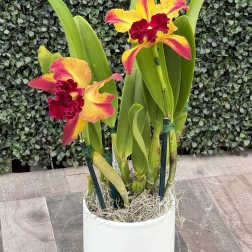 CATTLEYA ORCHID OF THE WEEK