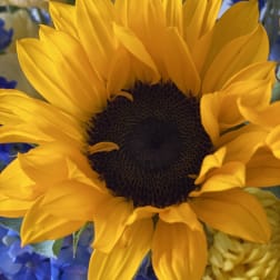 Close-up of a yellow sunflower with blue and white flowers in the background
