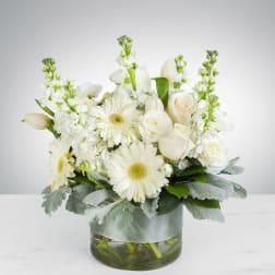 Purity by BloomNation™