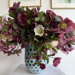 helleborus #2