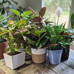 Beautiful Plants!
