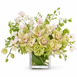 Cymbidium Orchid Cube