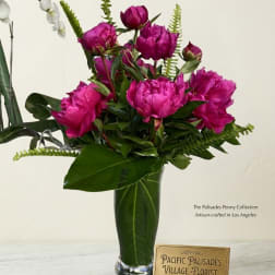 Palisades Peony