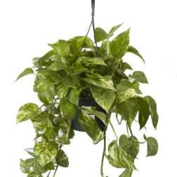 Pothos Hanging Basket
