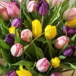 Bouquet of pink, purple, and yellow tulips