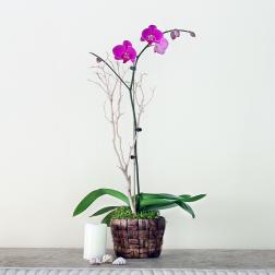 Potted orchid with purple blooms in a woven basket planter