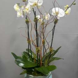 White orchids in a blue ceramic vase with curly branches