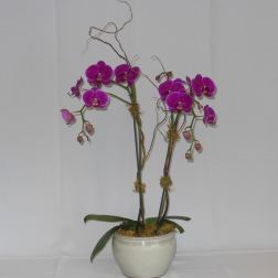 Two purple orchids in a white ceramic pot