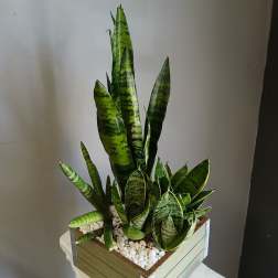 #PL16 Snake Plant Mix
