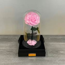 Beauty and the beast Pink