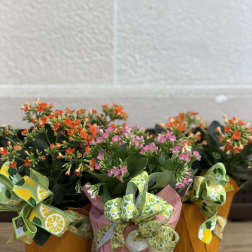 Summer Kalanchoe Special