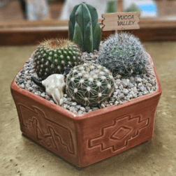Small Southwest Cactus Garden