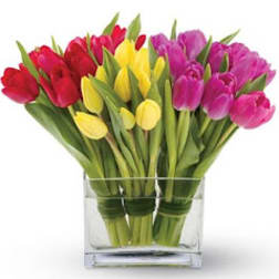 Bouquet of red, yellow, and pink tulips in a clear glass vase