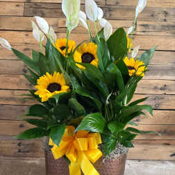 Sunflowers and white peace lilies in a brown container with a yellow ribbon
