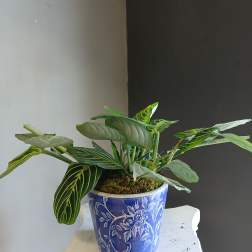 Potted tropical plant with striped green leaves in a blue ceramic pot