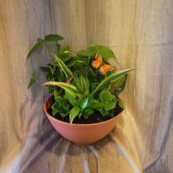 Classic Dish Garden ~ Flower A Day