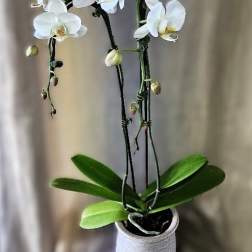 Waterfall Phalaenopsis Orchid