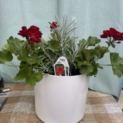 RED GERANIUM POT