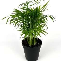 Potted green palm plant in a black nursery pot