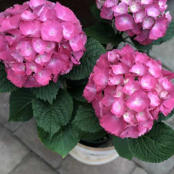 Potted pink hydrangea plant with three blooms