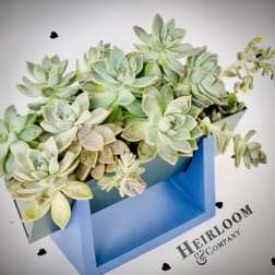 Ocean Blue Succulent Garden Designer Living Succulent Arrangement