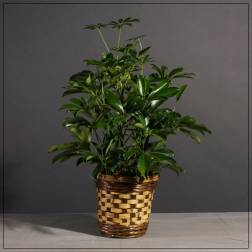 Potted green houseplant in a woven basket planter