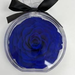 Preserved Single Rose