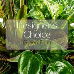 Green Plant Deal of the Day