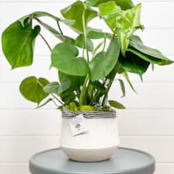 Potted green houseplant in a white ceramic pot