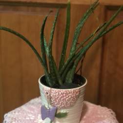 Potted aloe plant in a decorative ceramic pot with a butterfly charm