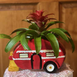 Potted red and green bromeliad in a decorative camper-shaped planter