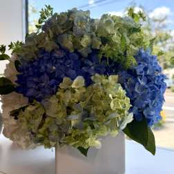 Blue and green hydrangeas arranged in a white square vase