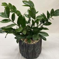 ZZ Plant