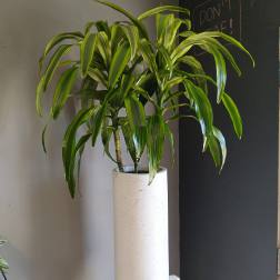 Potted dracaena plant in a tall white planter
