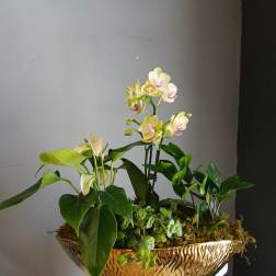 Mixed potted orchid and anthurium arrangement in a gold bowl planter