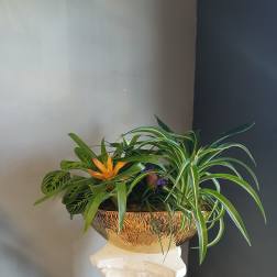 Mixed tropical plants in a gold bowl planter on a pedestal