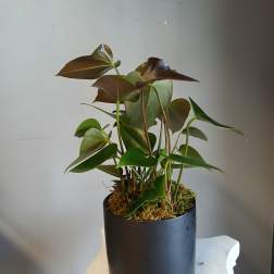 Potted tropical plant with glossy heart-shaped leaves in a black container