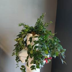 Trailing green potted plant in a white pedestal planter