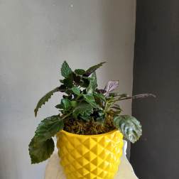 Potted leafy plant in a bright yellow textured pot