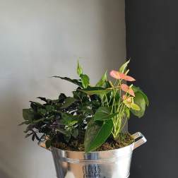 Mixed potted plants in a silver metal bucket
