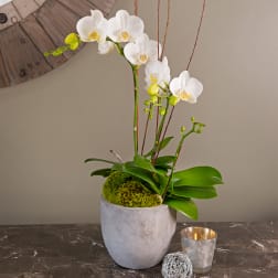 White orchid arrangement in a gray pot with moss and a candle beside it