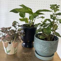 Surprise 4" Potted Plant
