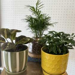 Deluxe Surprise 4" Potted Plant