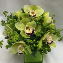 Green orchid arrangement in a square glass vase